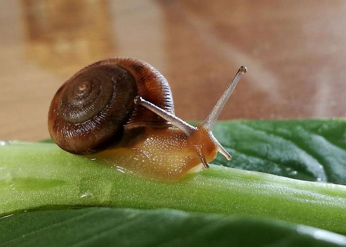 其它 美工折纸《小蜗牛》 写美篇是的,它就是可爱的小蜗牛!