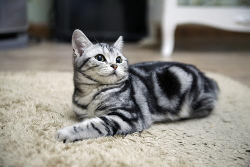猫咪品种介绍:美短的花色,折耳的外表,属于什么品种