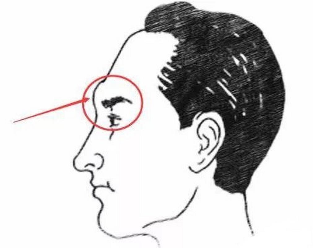 眉棱骨凸起,眉棱骨也就是眉毛生长处的骨头了,面相中认为眉棱骨凸出的