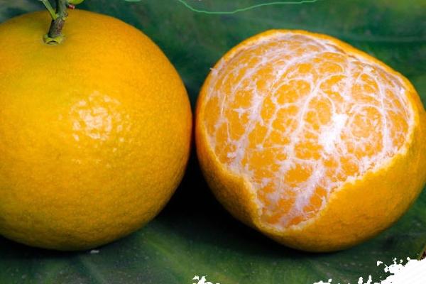 皇帝柑是橘子还是橙子属于橙子橘子杂交品种