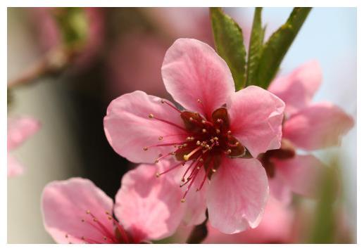 步入年底4属相运势上涨桃花朵朵开事业顺利生活蒸蒸日上