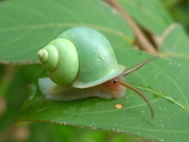青山蜗牛:超可爱!我见青山多妩媚,料青山见我应如是.